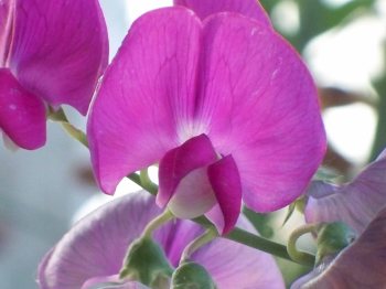 sweet-pea-latest-hd-wallpapers-free-download-10